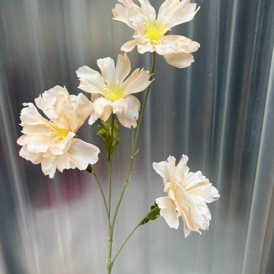 Cúc Bướm Đại