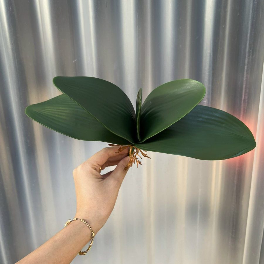 Lá Lan Loại 1