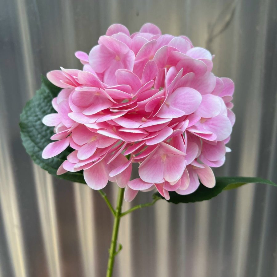 Tú Cầu 1 Bông Cao Su