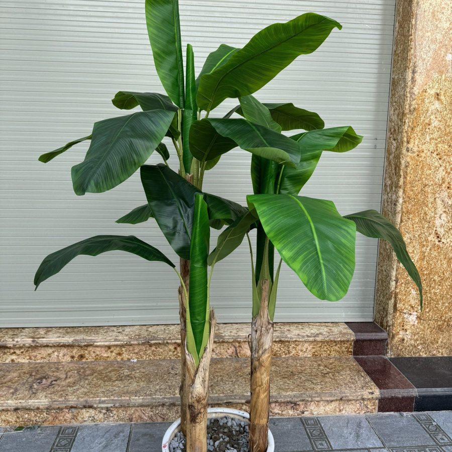 Cây Chuối Bộ 3 Cây 1M95