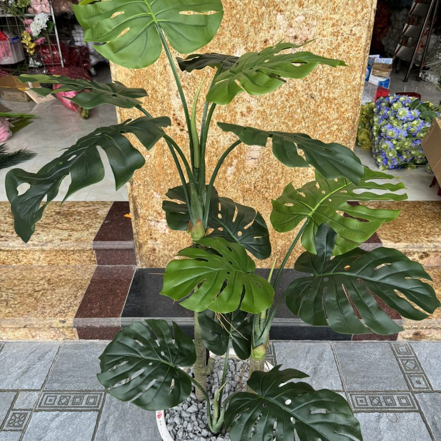 Cây Lá Mai Rùa Bộ 3 Cây Cao 1M5