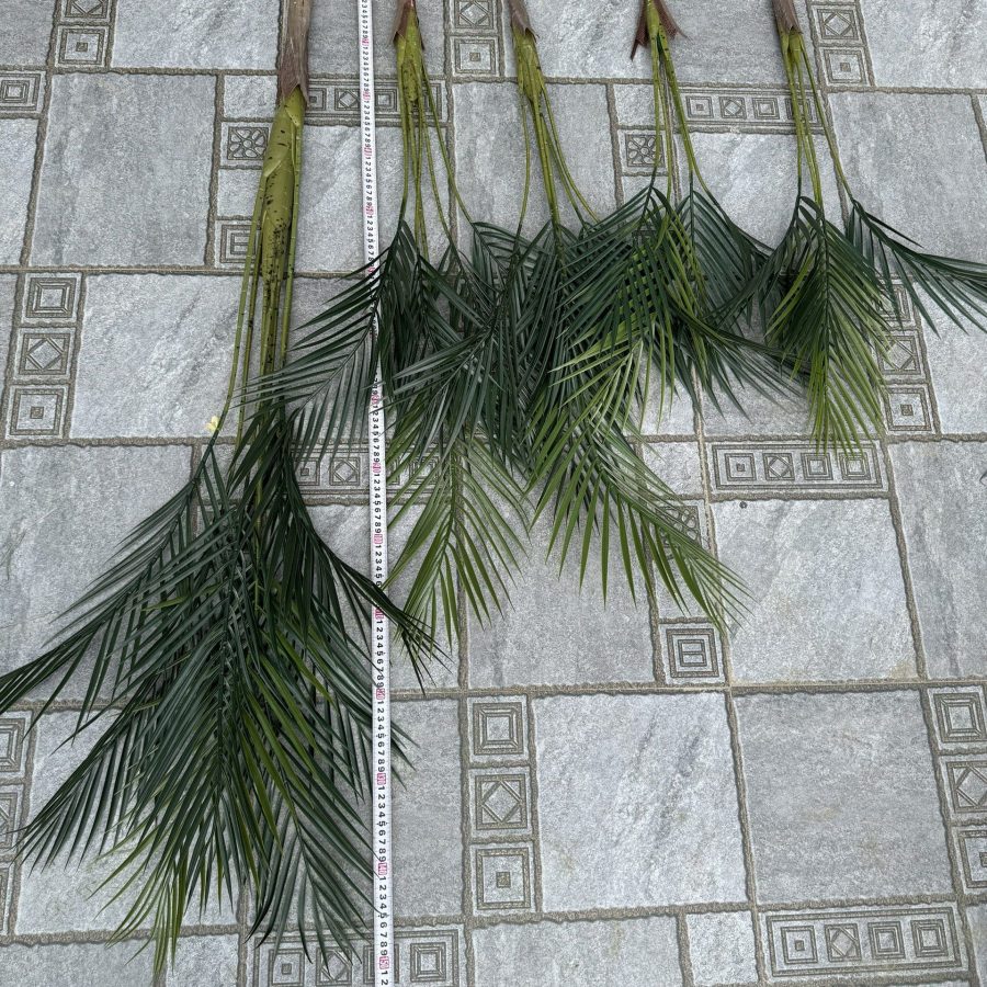Cây Dừa Nước Bộ 5 Cây Cao 1M5