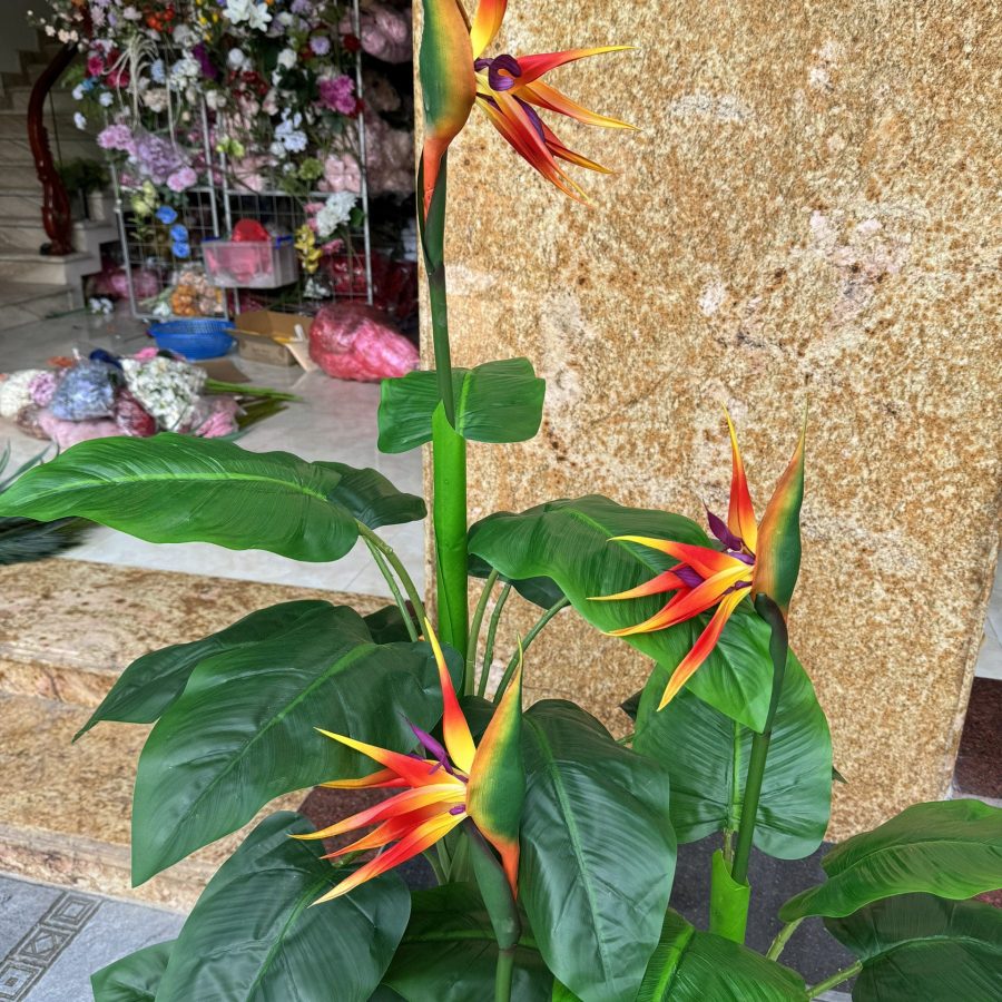 Cây Thiên Điểu Cao 1M5