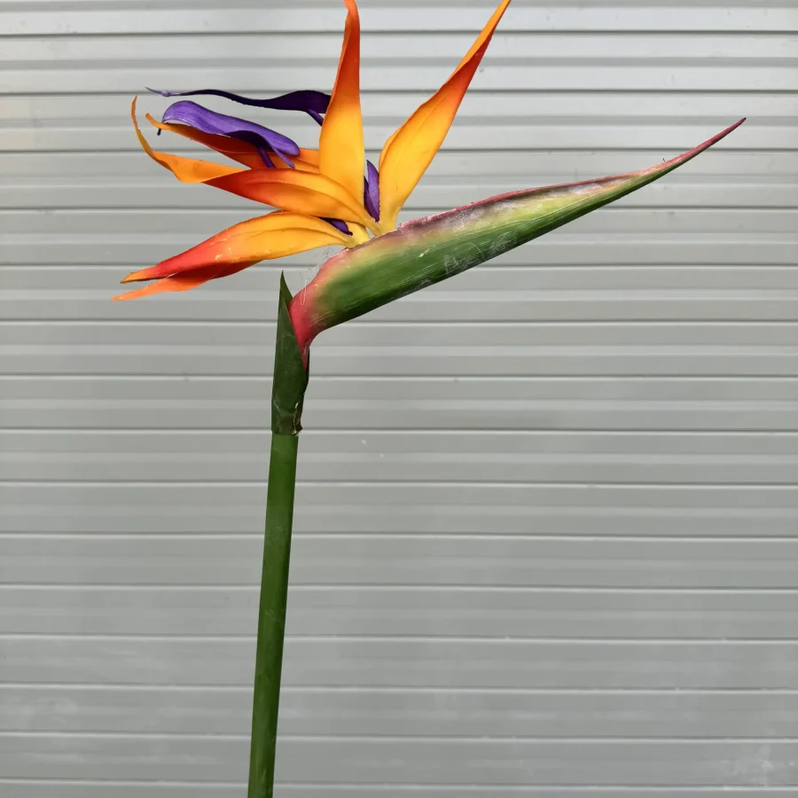 Thiên Điểu Size To