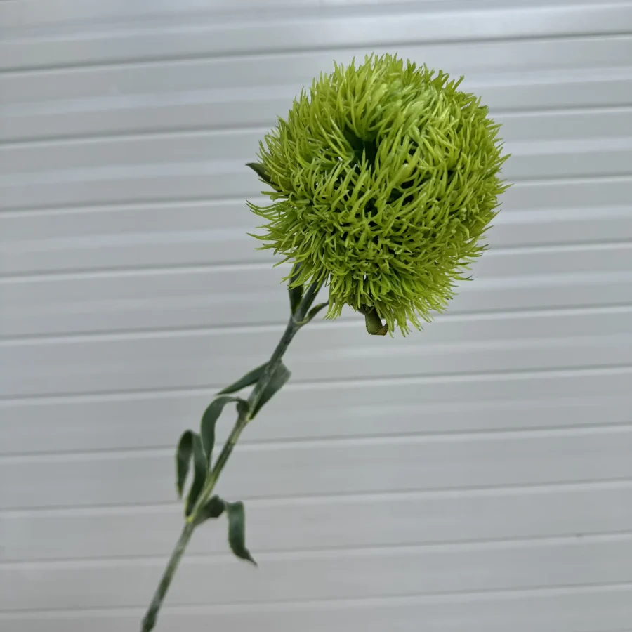 Thạch Trúc Cao Su