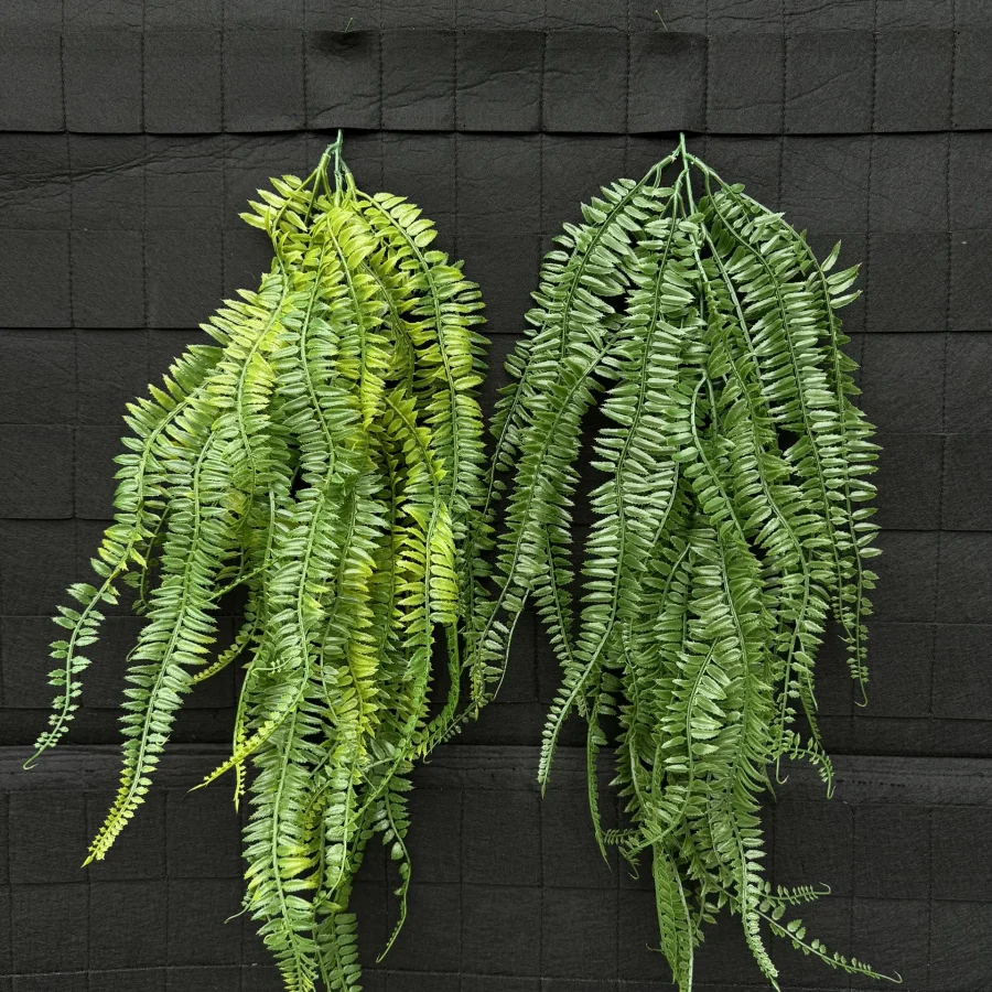 Rủ Dương Xỉ Lá