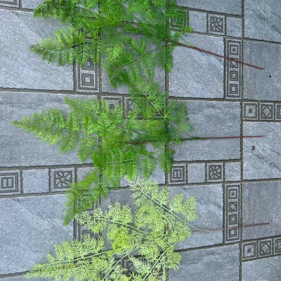 Dương xỉ 5 nhánh