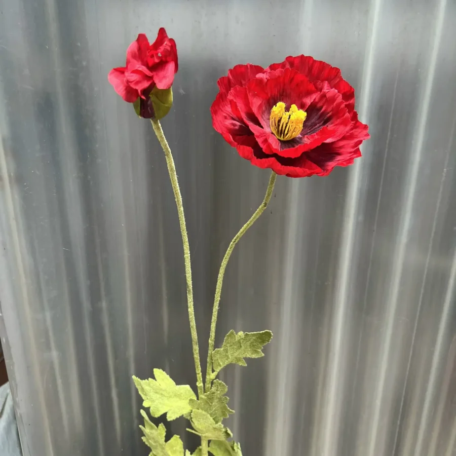 Anh Túc Đại 1 Bông 1 Nụ