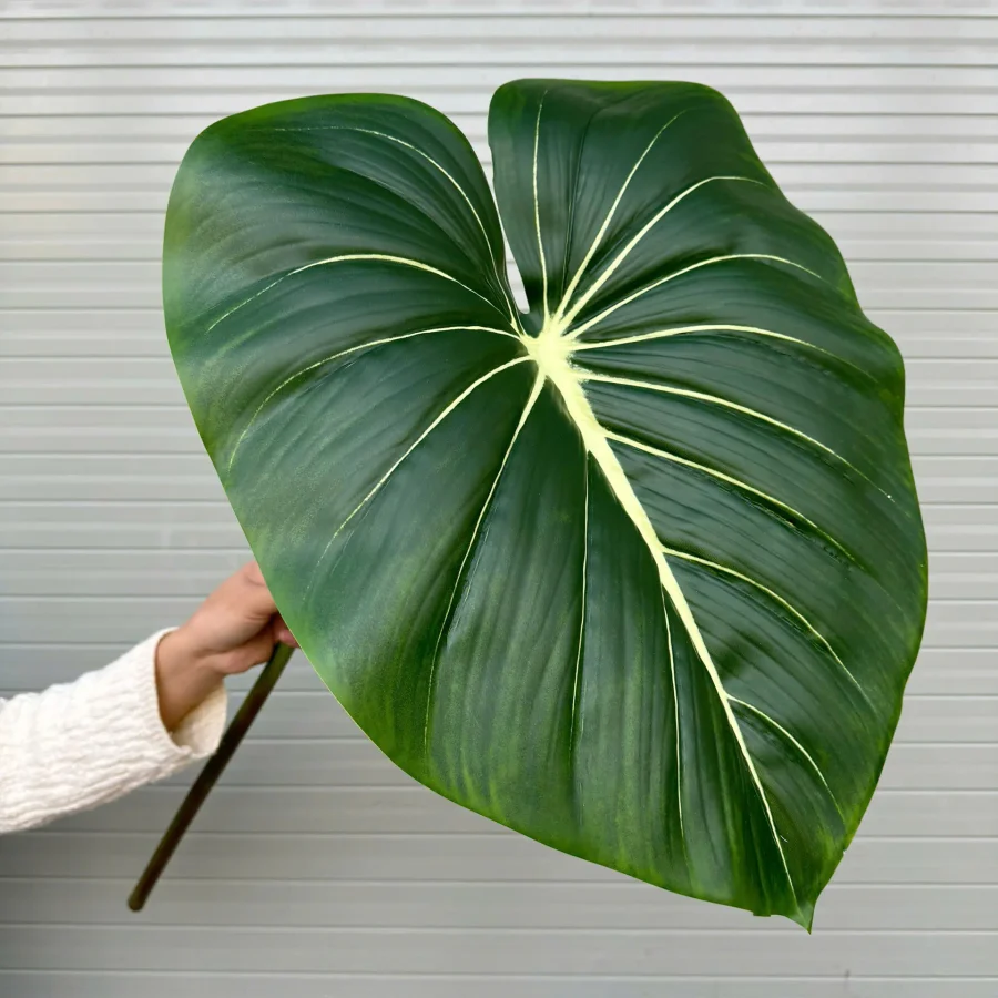 Lá trầu bà cao su kt lá 40x50cm