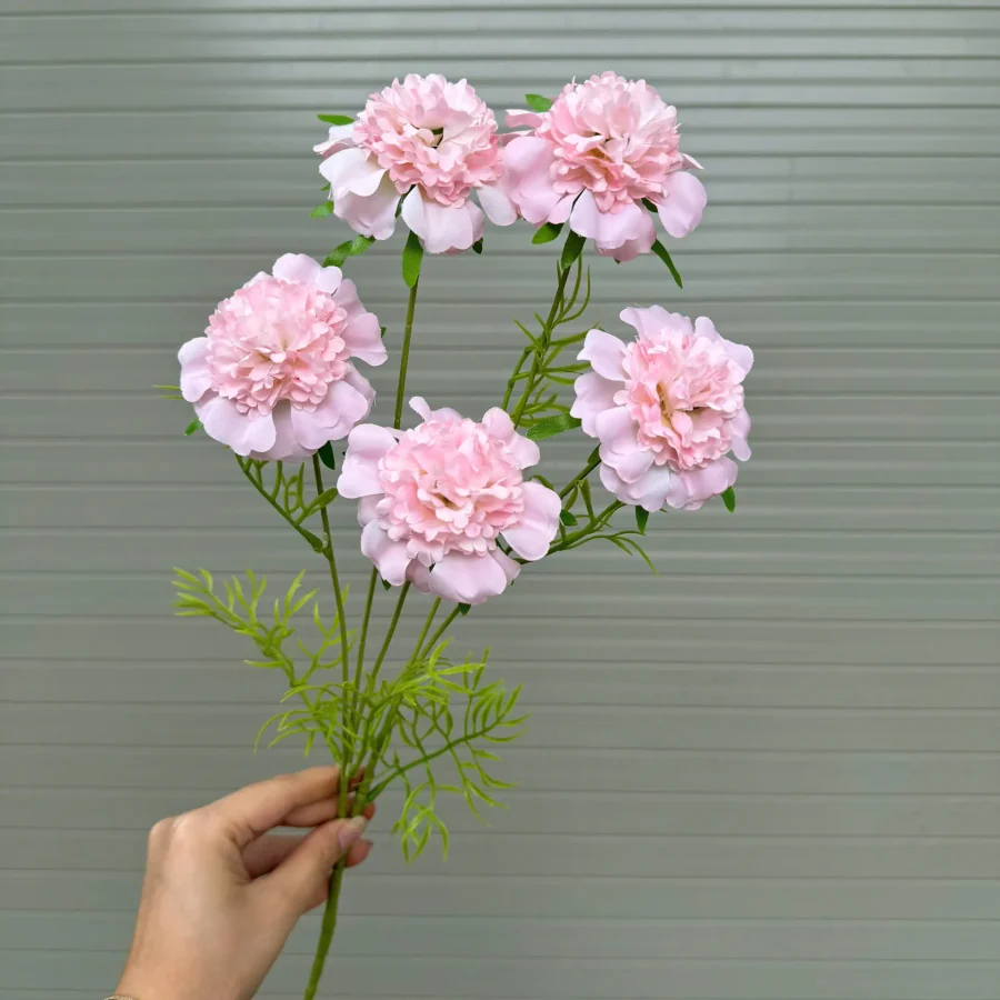 Cẩm chướng 5 bông