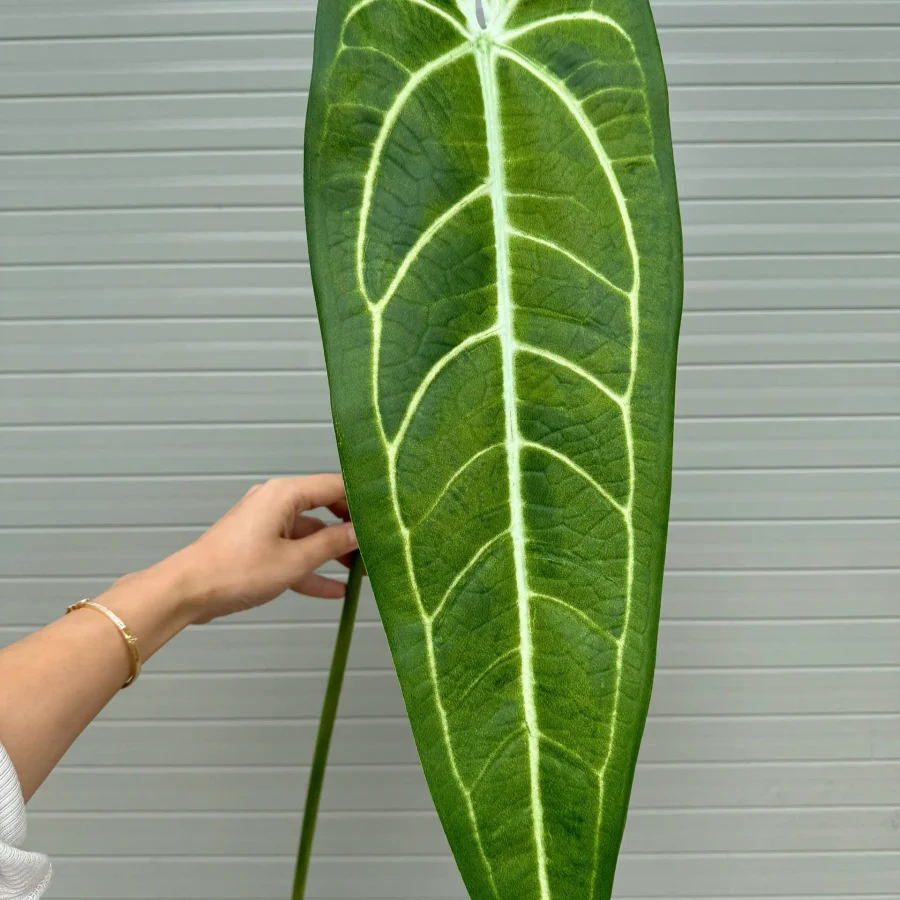 Chuối đột biến