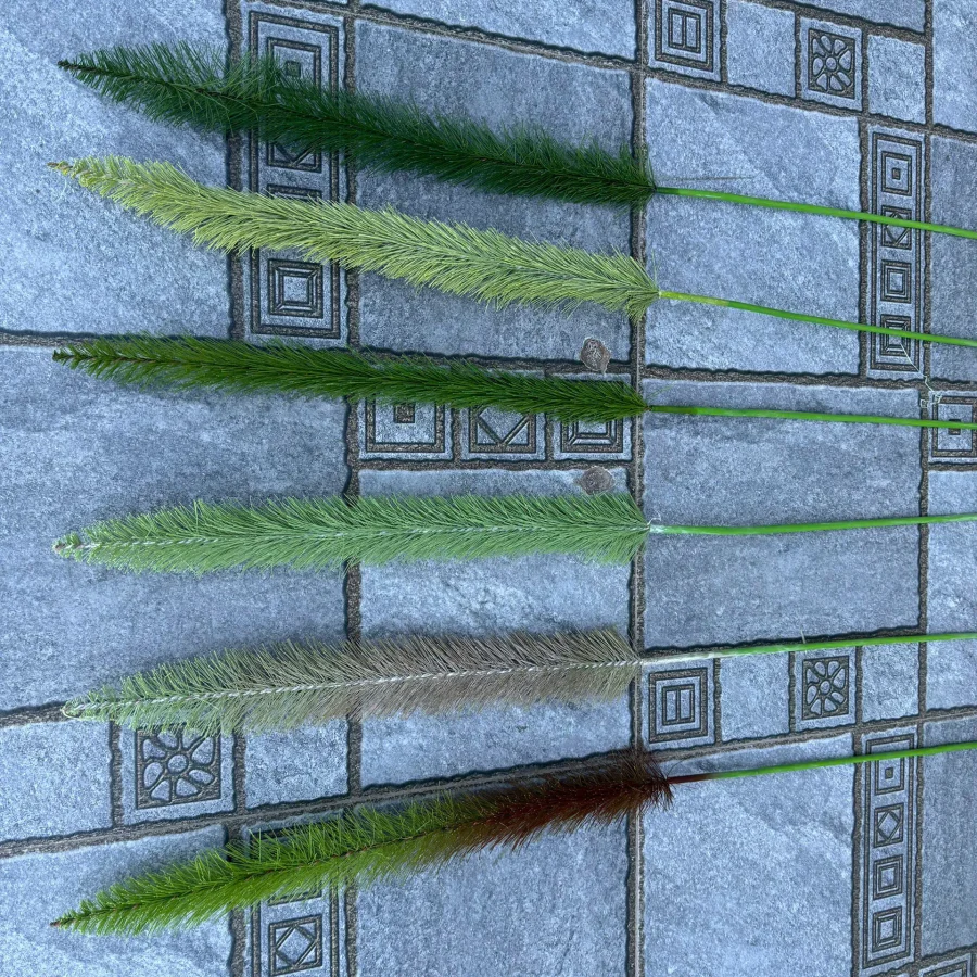 ĐUÔI CHỒN 1 NHÁNH