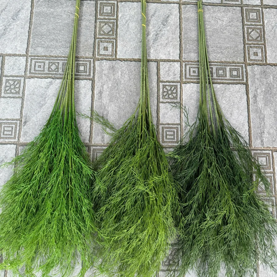 LIỄU RỦ CÀNH CAO