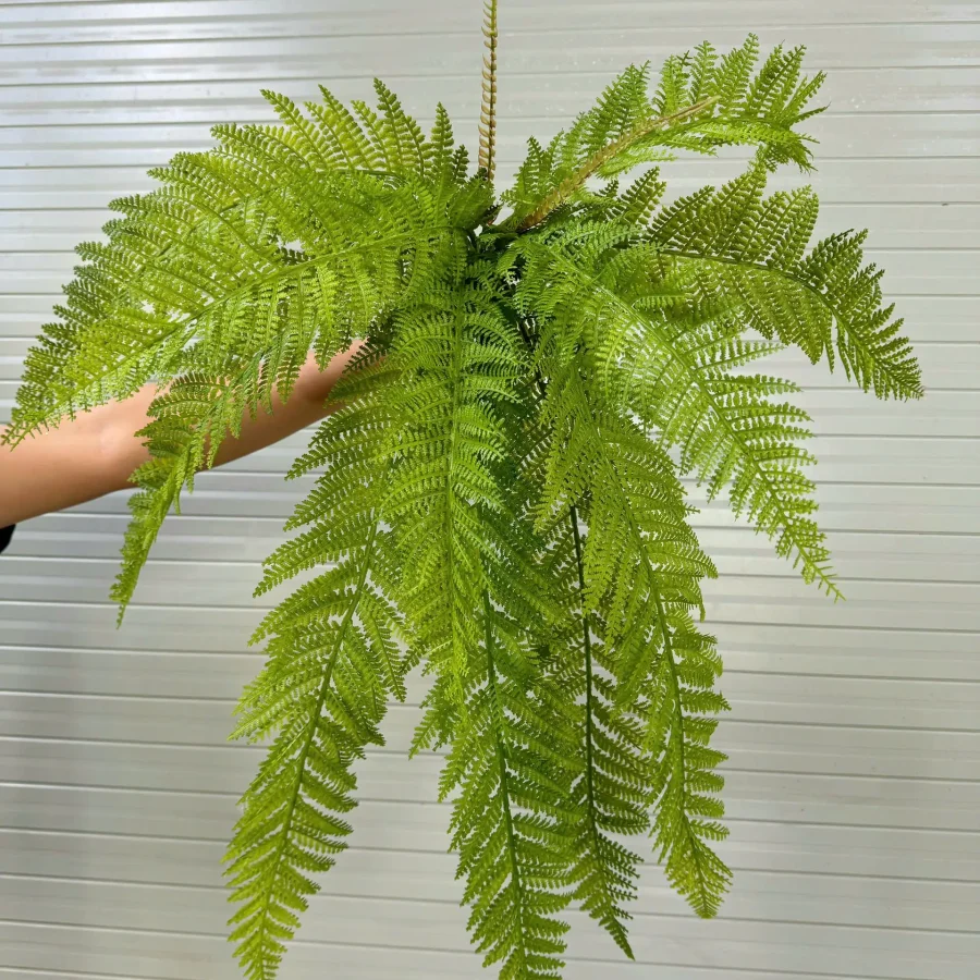 DƯƠNG XỈ KHỔNG TƯỚC