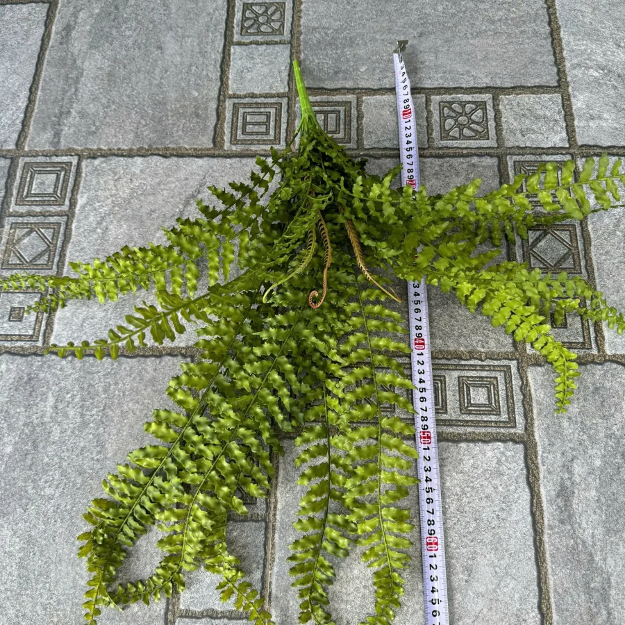 DƯƠNG XỈ XOĂN MỀM