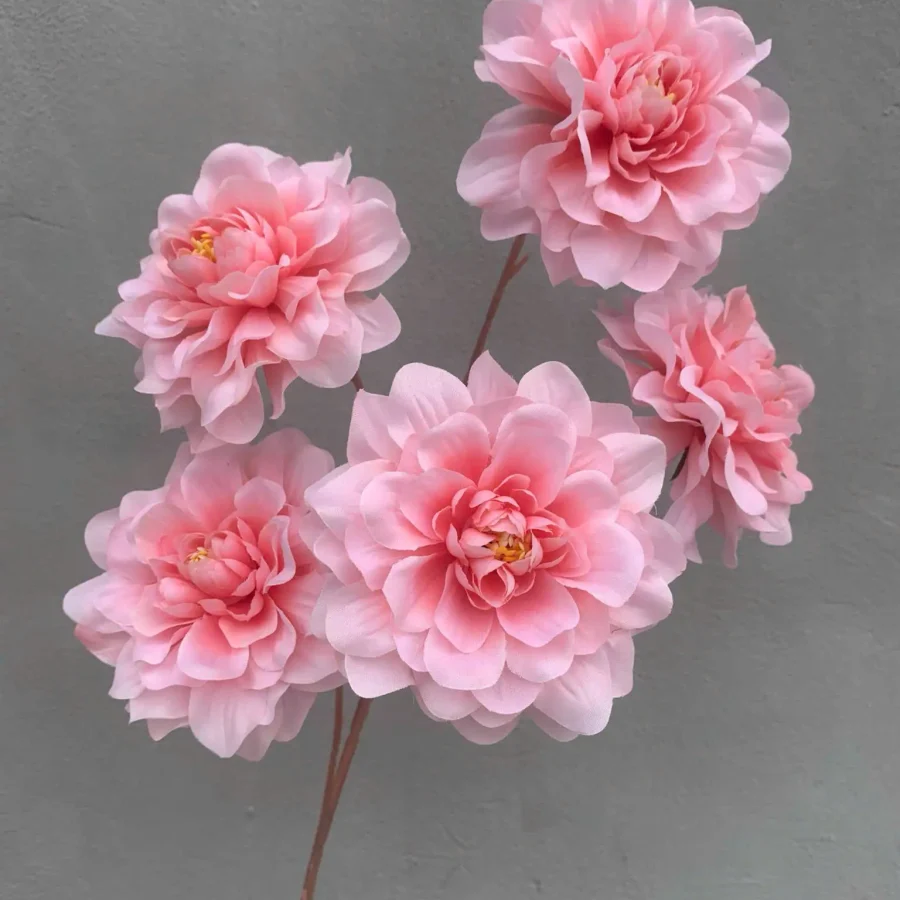 THƯỢC DƯỢC XOĂN 5 BÔNG VIỆT NAM