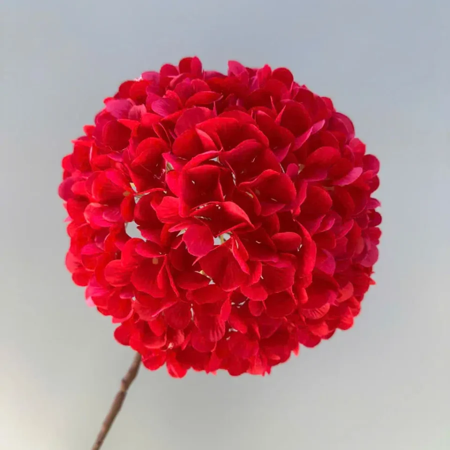 TÚ CẦU 1B HÀNG VN