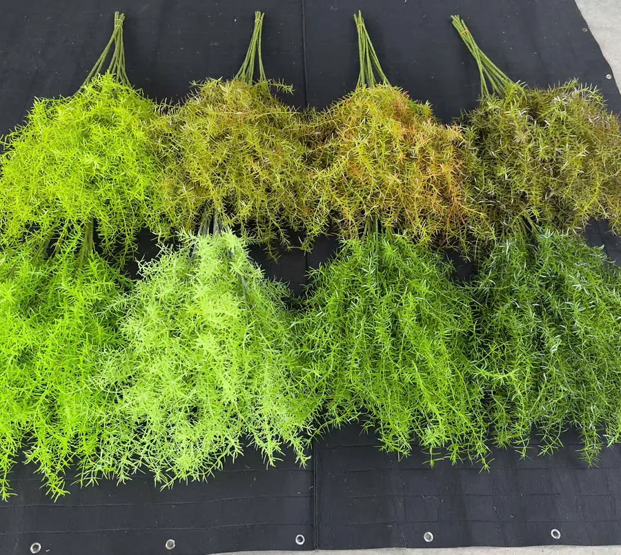 THÔNG KIM 5 NHÁNH vn