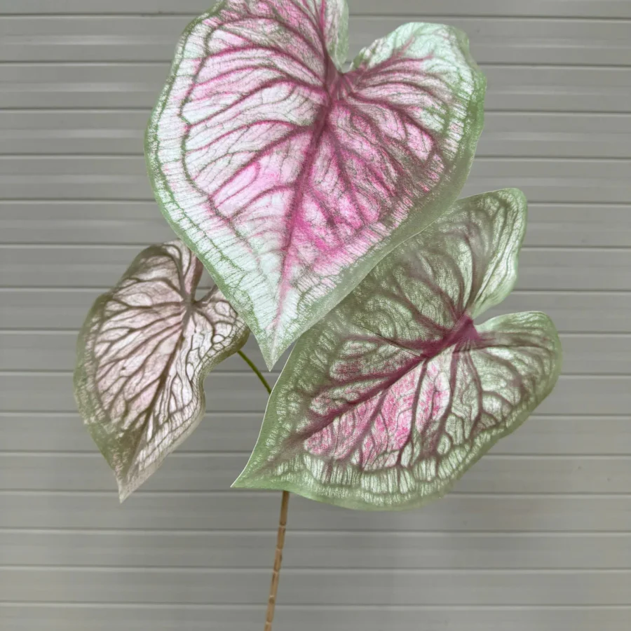 MÔN CALADIUM CAO SU