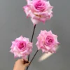 HỒNG RỪNG 3B THÂN TO