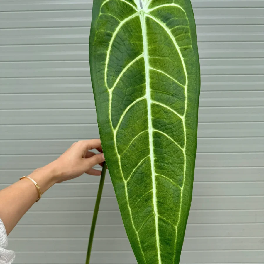 CHUỐI ĐỘT BIẾN