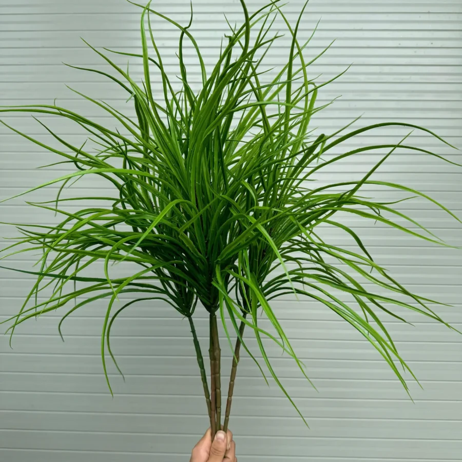 CỎ SẬY BÉ