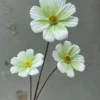 DAISY 3 BÔNG VN