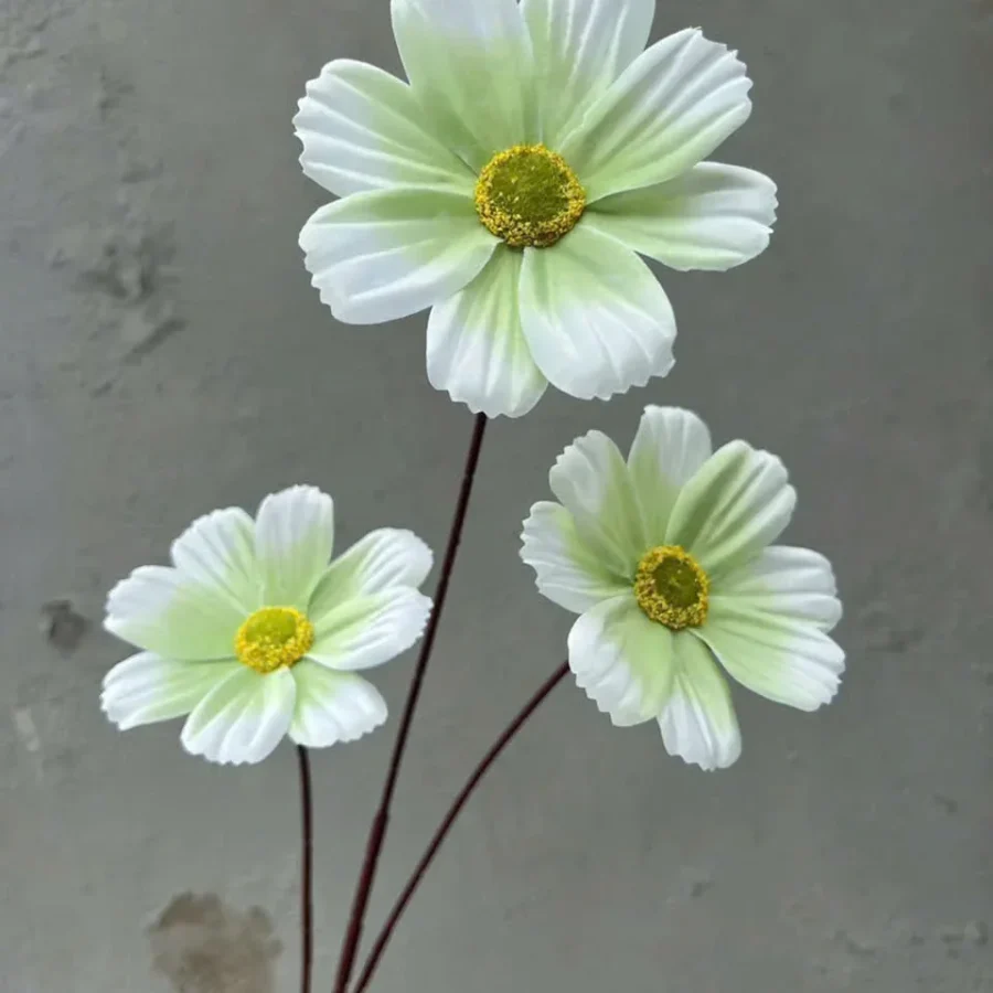 DAISY 3 BÔNG VN
