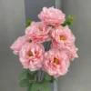 CỤM MỘC TRÀ 7 BÔNG KHÔNG LÁ