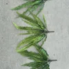 DƯƠNG XỈ NHỠ