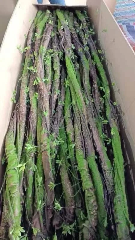 DÂY CỔ