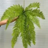 DƯƠNG XỈ KHỔNG TƯỚC