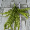 DƯƠNG XỈ XOĂN MỀM