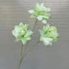 HỒNG BLOOM