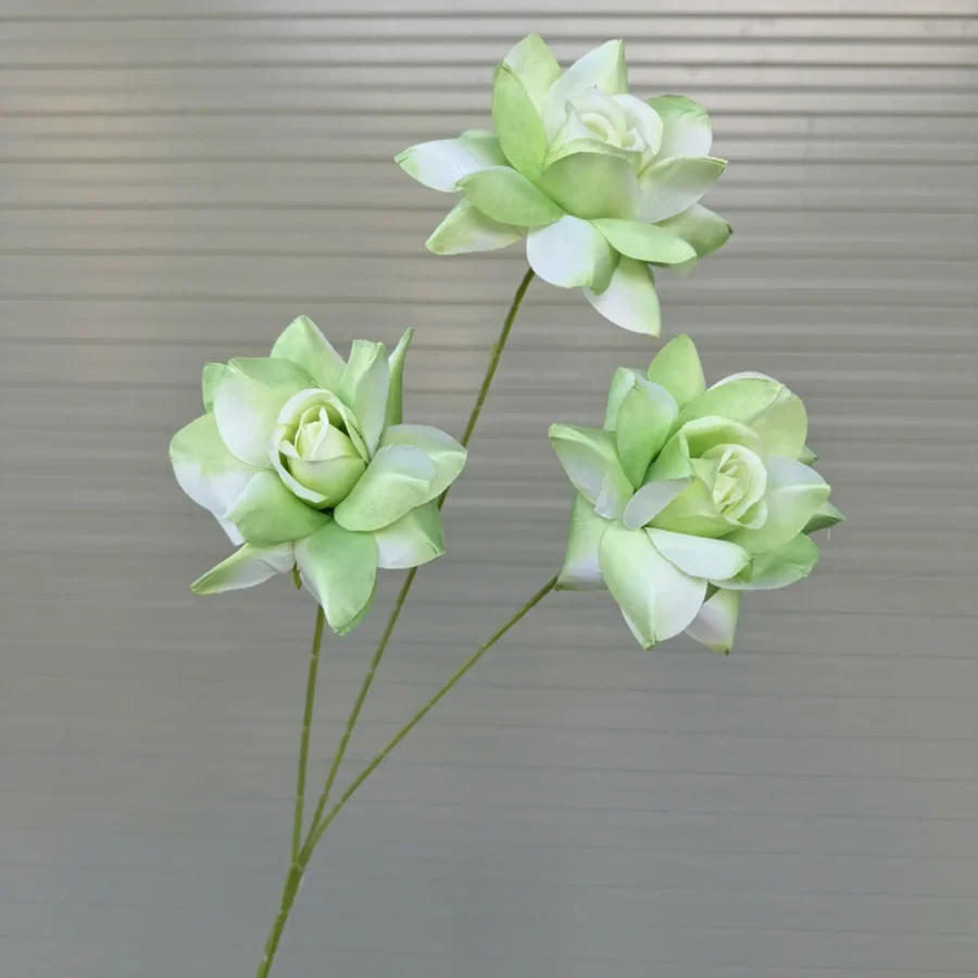 HỒNG BLOOM