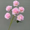 HỒNG ROSA