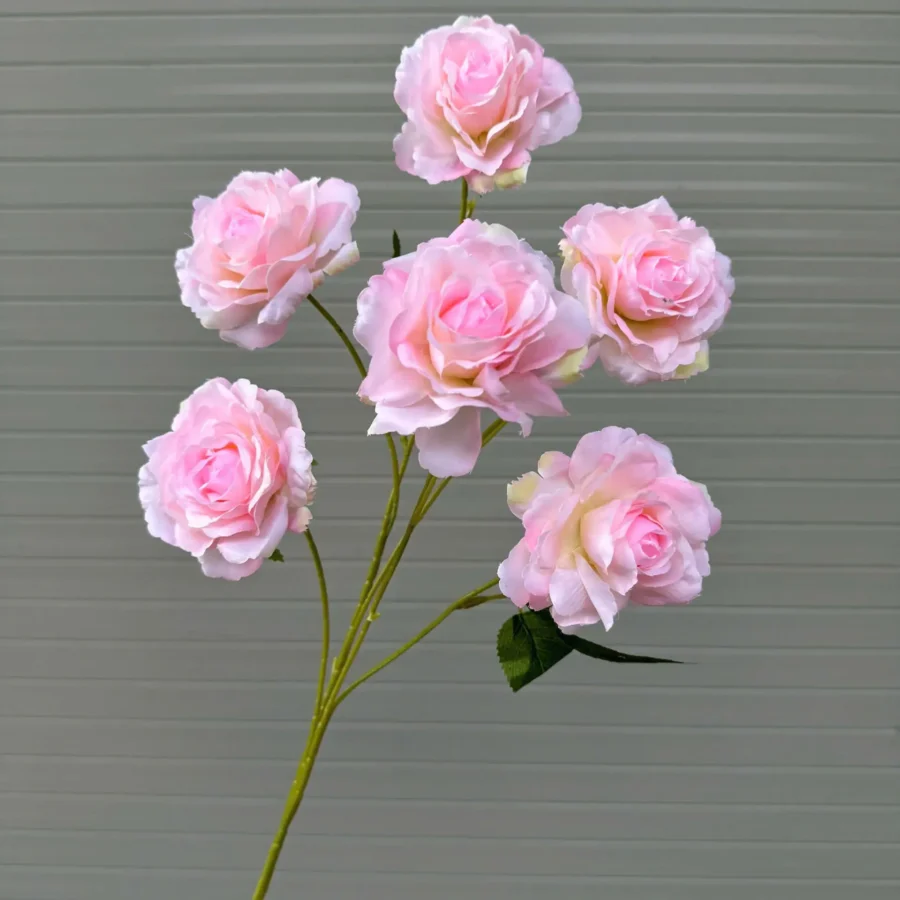 HỒNG ROSA