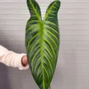 LÁ HỒNG HẠC CAO SU SIZE TO