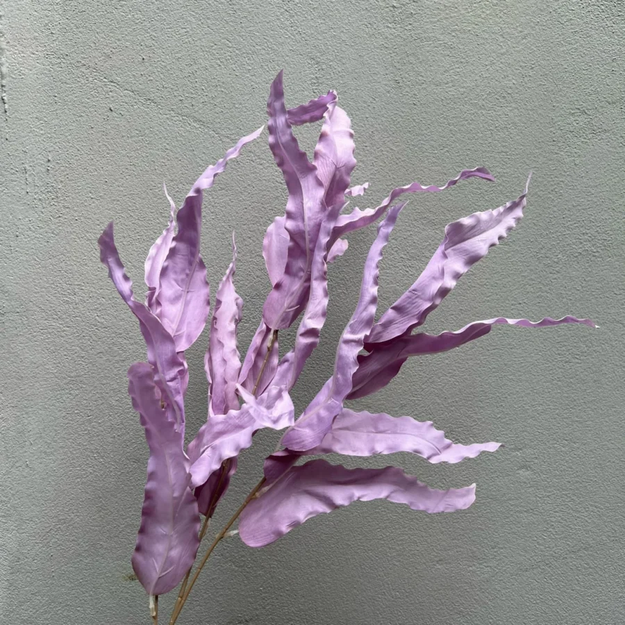 LÁ SỒI