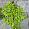 LÁ XÀ CỪ NHỰA