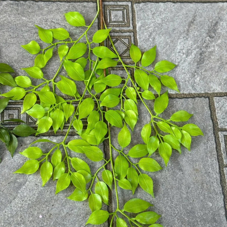 LÁ XÀ CỪ NHỰA