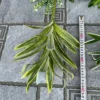 LAN CHI NGẮN
