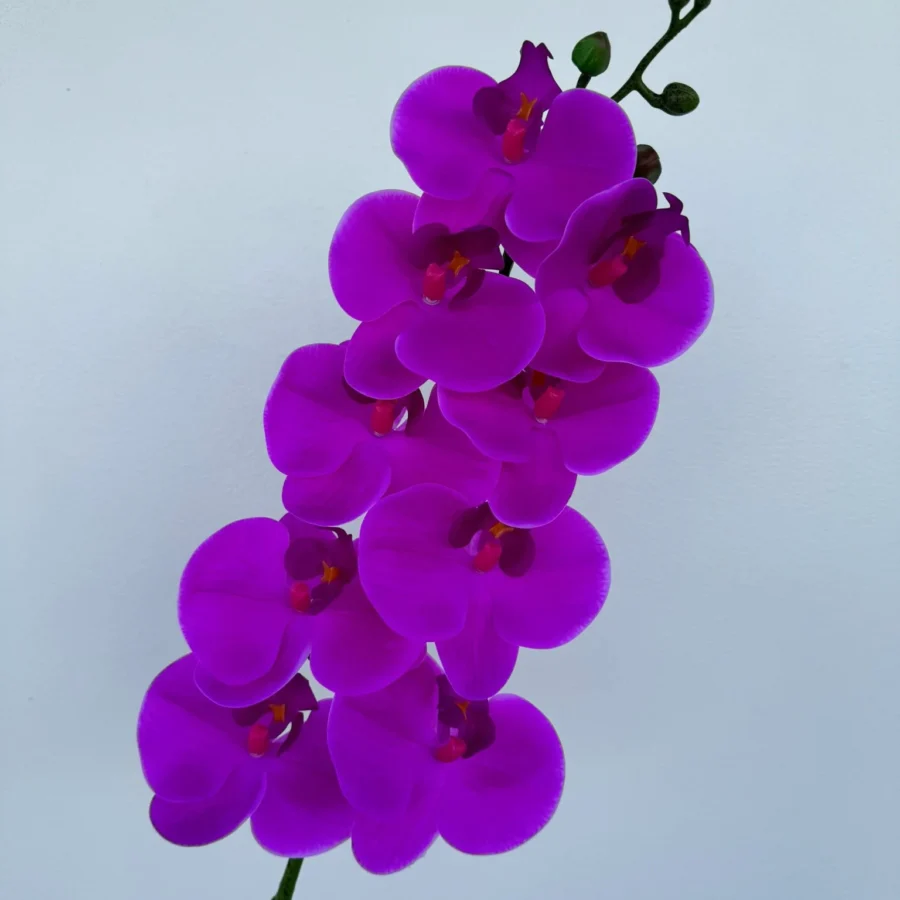 LAN ƯỚT 9 BÔNG