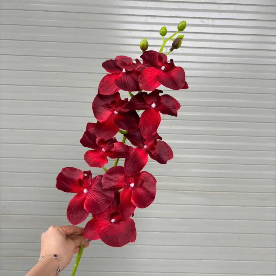LAN VẢI VN