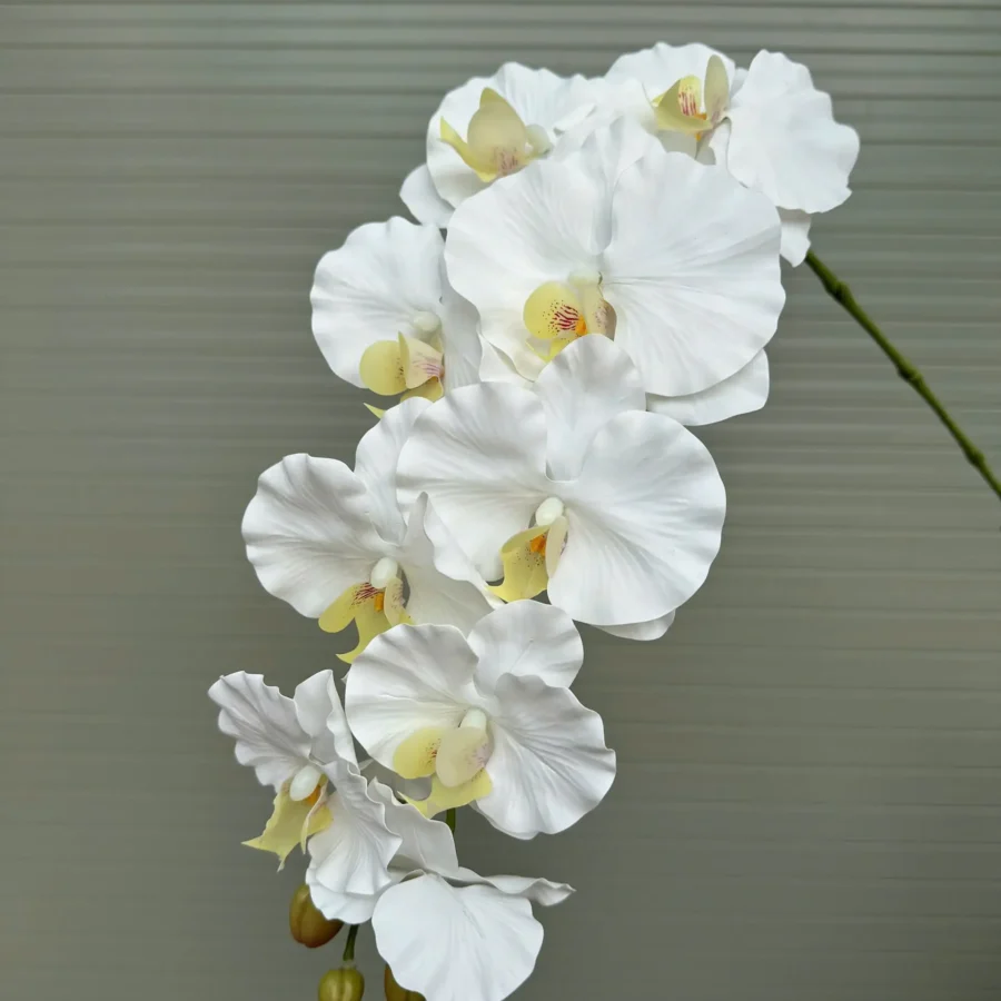LAN XOĂN CAO SU