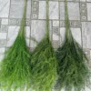 LIỄU RỦ CÀNH CAO