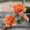 MẪU ĐƠN 2 BÔNG 1 NỤ