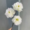 MỘC TRÀ 3 BÔNG THÂN BÉ