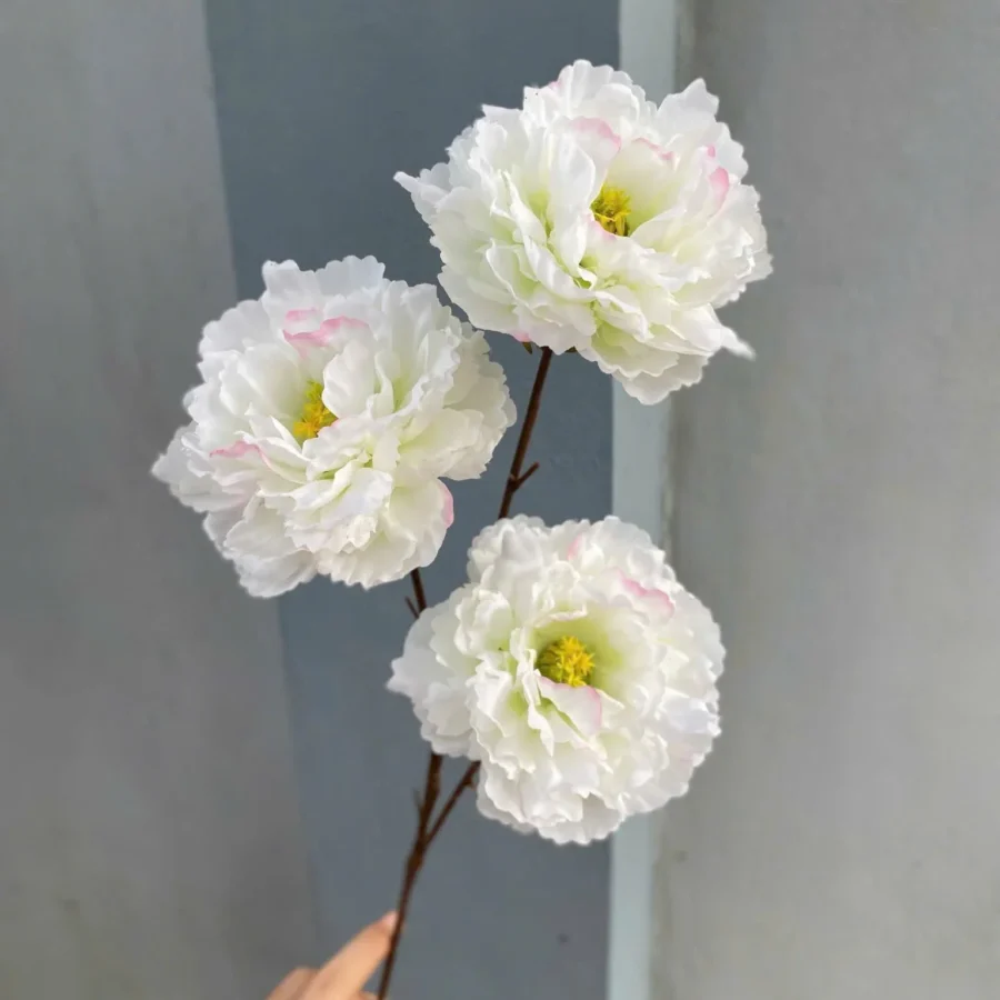 MỘC TRÀ 3 BÔNG THÂN BÉ