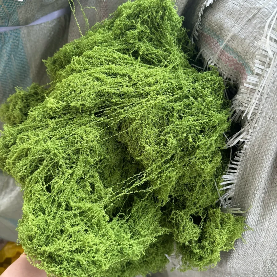 CỎ RÊU CÂN